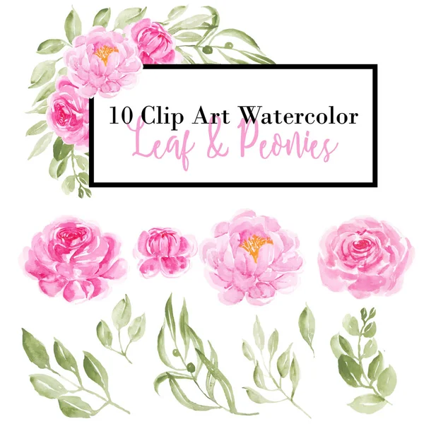 Clip τέχνη από ροζ παιώνια λουλούδια και πράσινα φύλλα ακουαρέλα — Διανυσματικό Αρχείο