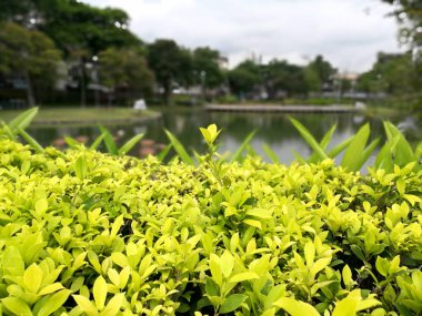 Bangkok - Santiphap Park (Barış Parkı)