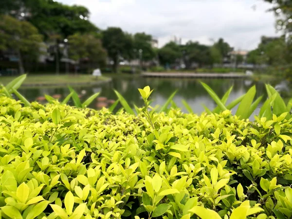 Бангкок - Парк Сантипхап (Парк Мира) ) — стоковое фото