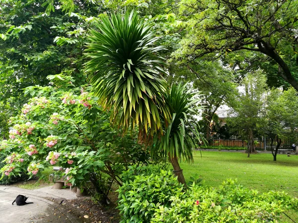 Bangkok - Santiphap Park (Parco della Pace ) — Foto Stock