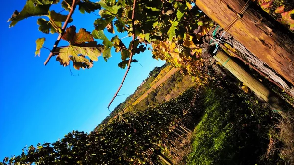 Vackra och färgglada vingårdar i Toscana, Italien — Stockfoto