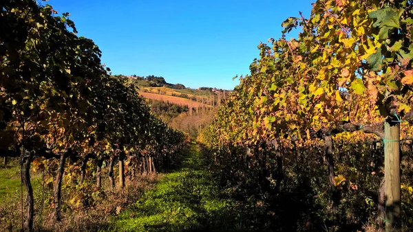 Vinhas bonitas e coloridas em Toscana, Itália — Fotografia de Stock