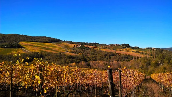 Hermosos y coloridos viñedos en Toscana, Italia —  Fotos de Stock