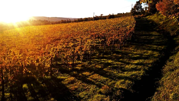 Vinhas bonitas e coloridas em Toscana, Itália — Fotografia de Stock