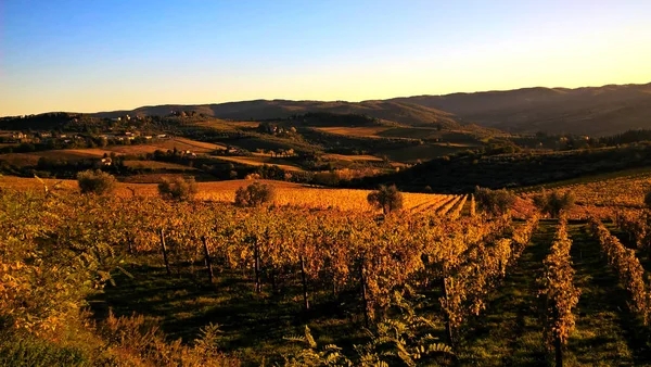 Vinhas bonitas e coloridas em Toscana, Itália — Fotografia de Stock