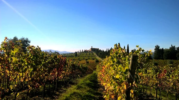 Vinhas bonitas e coloridas em Toscana, Itália — Fotografia de Stock