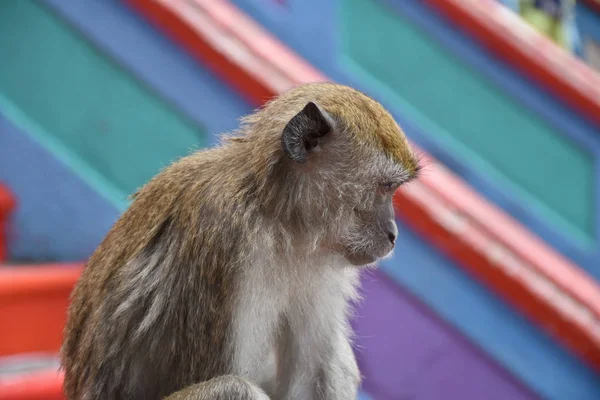 Macaco caranguejo, Macaca fascicularis, também conhecido como macaco de cauda longa, macaco — Fotografia de Stock