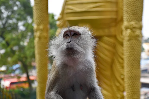 Macaco caranguejo, Macaca fascicularis, também conhecido como macaco de cauda longa, macaco — Fotografia de Stock