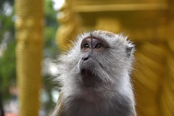 Macaco caranguejo, Macaca fascicularis, também conhecido como macaco de cauda longa, macaco — Fotografia de Stock