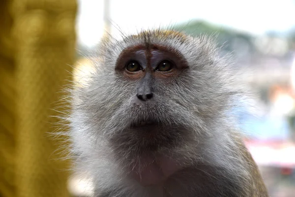 게를 먹는 마카크, 마카카 근막, 긴 꼬리 마카크, 원숭이라고도 함 — 스톡 사진