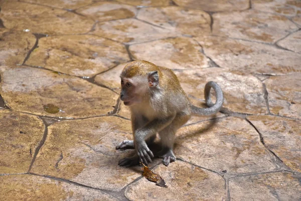 Macaco caranguejo, Macaca fascicularis, também conhecido como macaco de cauda longa, macaco — Fotografia de Stock