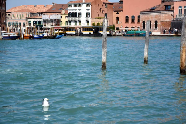 Murano Itália Abril 2019 Gaivota Descansando Fluindo Com Água Mar — Fotografia de Stock