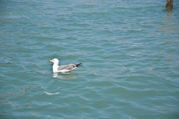 Murano Włochy Kwietnia 2019 Seagull Odpoczynku Płynący Wodą Morza Zatoce — Zdjęcie stockowe