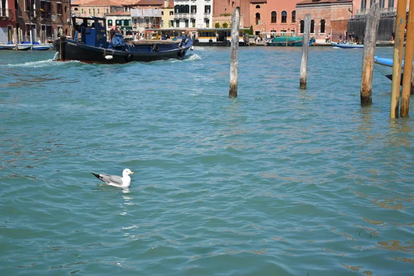 Murano Itália Abril 2019 Gaivota Descansando Fluindo Com Água Mar — Fotografia de Stock