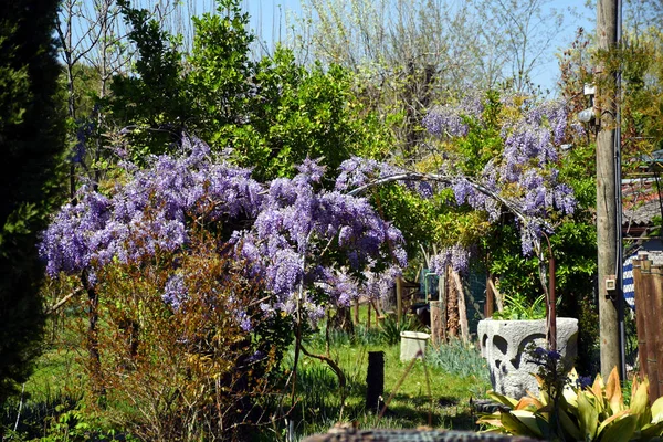 Torcello, İtalya - 19 Nisan 2019: Torcello'da gül, leylak ve heykellerle güzel renkli bahçeler 
