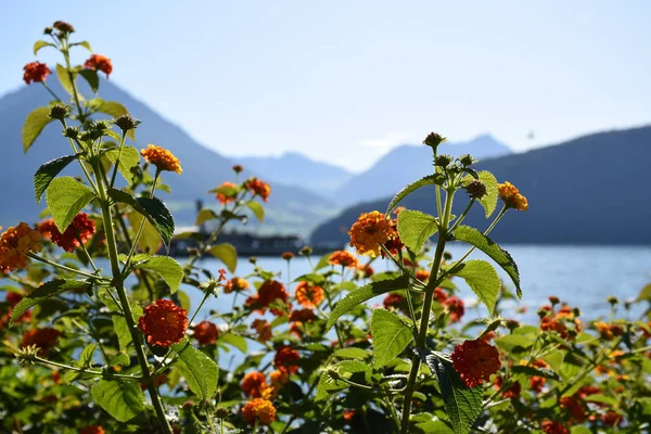 Vista Cerca Flores Color Naranja Con Montañas Lago Fondo — Foto de Stock