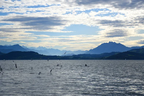 Landskab Udsigt Søen Zug Med Kajakker Flydende Vand Flyvende Måger - Stock-foto