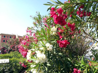 Santa Margherita, İtalya 06.30.2019: İtalyan Riviera Santa Margherita 'sında şehir manzarası ve plaj resimleri. Sakin bir empresyonist tablo gibi maddeleşir, mükemmel bir deniz kenarı gezintisidir.