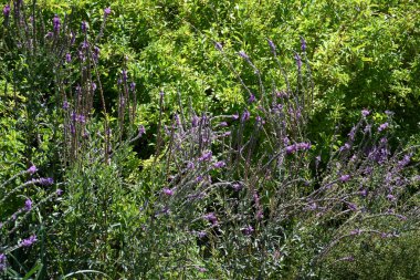 Güzel çiçek açan doğa