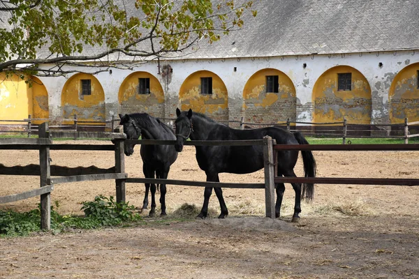 Piękne węgierskie konie i źrebaki Gidran w stodole — Zdjęcie stockowe