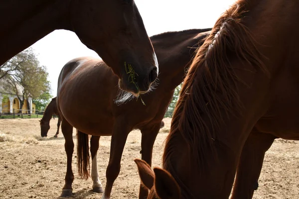 Piękne Węgierskie Konie Gidran Jedzące Otwartej Zewnętrznej Stodole — Zdjęcie stockowe