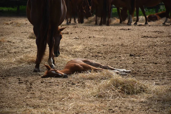 Hermoso Potro Húngaro Gidran Está Descansando Junto Madre — Foto de Stock