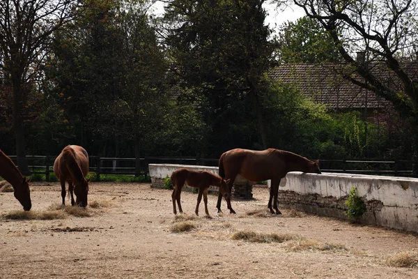 Bellissimi cavalli e puledri ungheresi Gidran in un fienile — Foto Stock