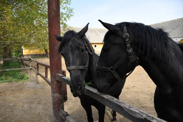 納屋の外で開かれた2つの美しいハンガリーのギドラン馬の肖像 — ストック写真