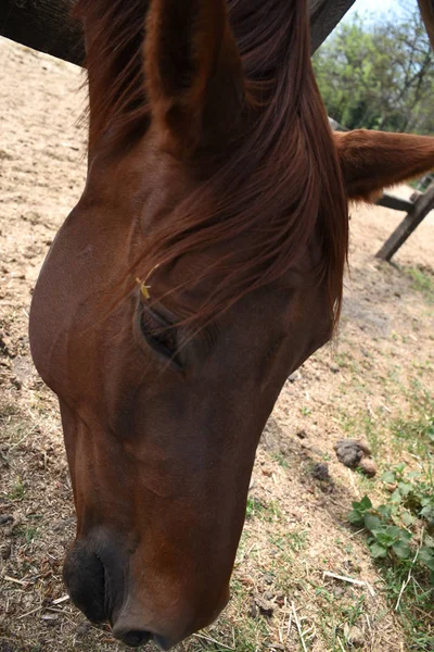 Piękny Jasnobrązowy Węgierski Koń Gidran Świeżą Trawę Otwartej Stodole — Zdjęcie stockowe