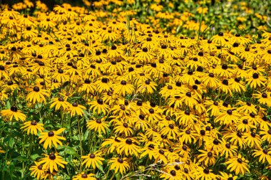 Parkta sarı kalendula çiçekleri