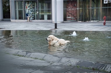 Bir Labrador Retriever Milan 'ın göbeğindeki küçük bir çeşmenin soğuk suyunun tadını çıkarıyor.