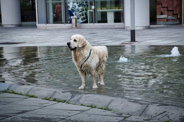 Bir Labrador Retriever Milan 'ın göbeğindeki küçük bir çeşmenin soğuk suyunun tadını çıkarıyor.
