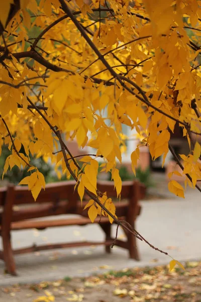 Sarı sonbahar yaprakları ile parkta Ahşap tezgah