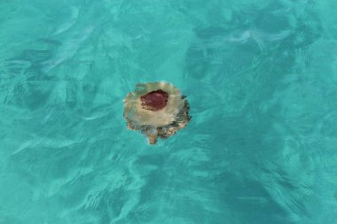 Denizanası güzel turkuaz denizde yüzer.