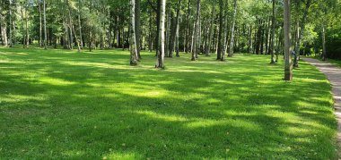 Parktaki ağaçlar ve güneş ışınları.