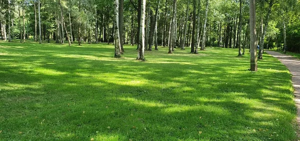 Parktaki ağaçlar ve güneş ışınları.