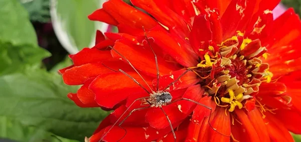 Kırkayak yazın kırmızı bir çiçekte.