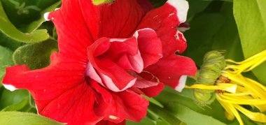 Bahçenin doymuş yeşilliğinde kırmızı ve sarı çiçek.