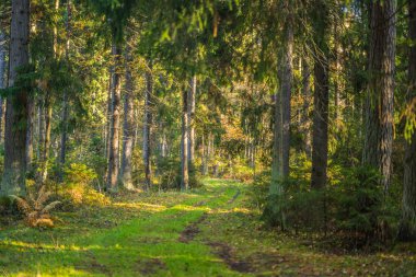 Rusya'da sonbahar orman