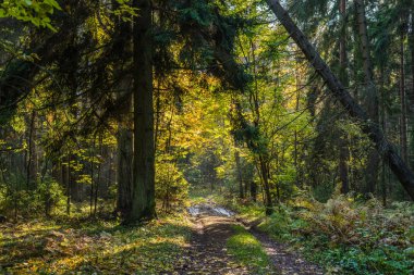 Rusya'da sonbahar orman