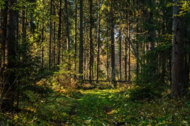 Rusya'da sonbahar orman