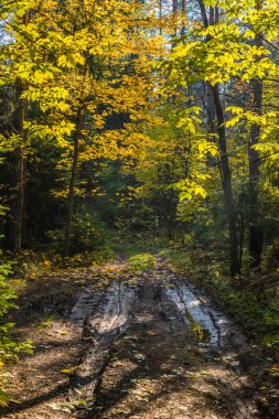 Rusya'da sonbahar orman