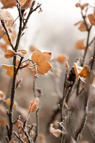 서리가 redcurrant 잎 — 스톡 사진