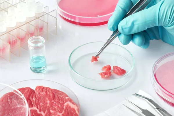 Muestra de carne en plato de cultivo de células plásticas desechables abiertas en mod Fotos De Stock