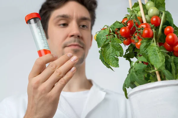 Vetenskapsman eller Tech med tomatväxt och vetenskapligt prov — Stockfoto