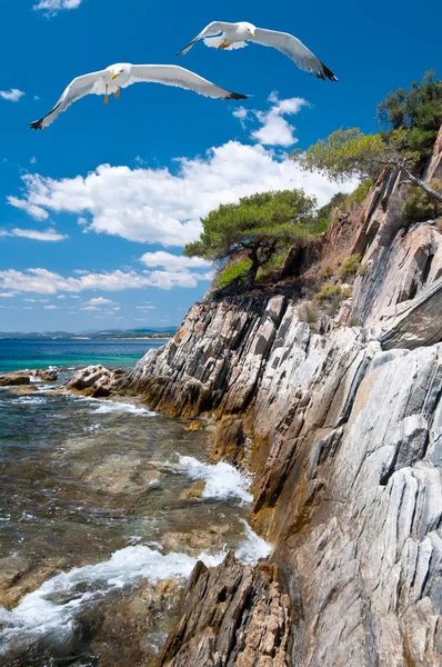 Gaviotas en la costa rocosa de Sithonia, norte de Grecia — Foto de Stock