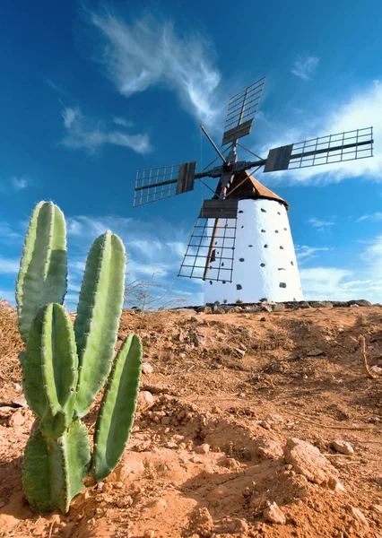 Cactus and traditional windmill — Stock Photo, Image