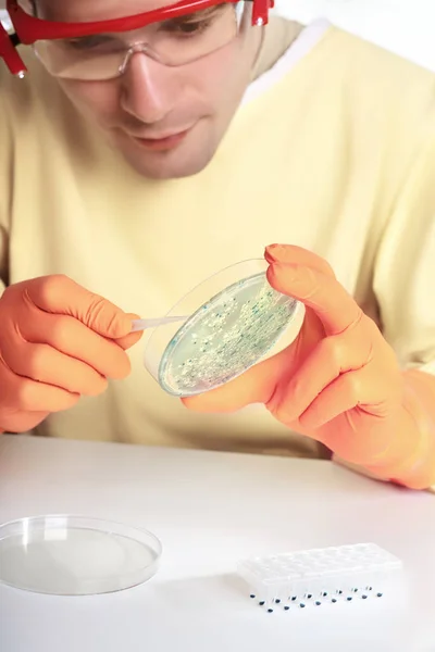 Fiatal mikrobiológus együttműködik a laborban baktériumtenyészetek — Stock Fotó
