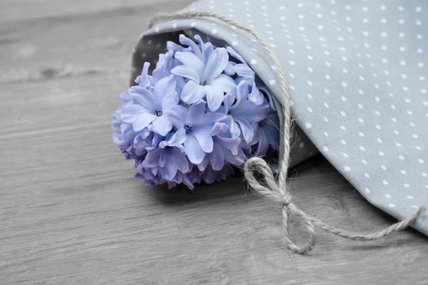 Closeup on blue hyacinth wrapped in cotton cloth, text  space
