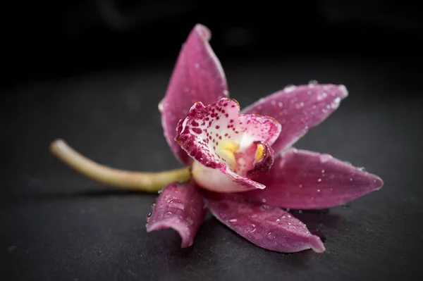 Orchidée simple fleur — Photo